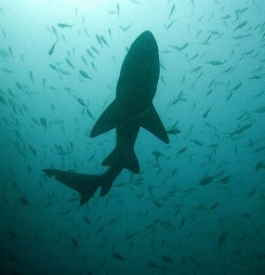 Žraločí maso obsahuje někdy hodně rtuti. Proto na něj dejte pozor.