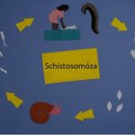 Schistosomóza (Schistosomiáza) – příznaky, příčiny a léčba