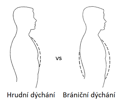 Rozdíl mezi bráničním a hrudním dýcháním.