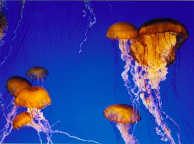 Setkání s medúzou nemusí být úplně příjemné. Jak na požahání od medúzy?