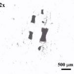 Vědci z Hongkongu vyvíjejí nové nanoroboty, kteří se umí seskupovat a rojit