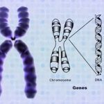 Syndrom křehkého (fragilního) chromozomu X – příznaky, příčiny a léčba