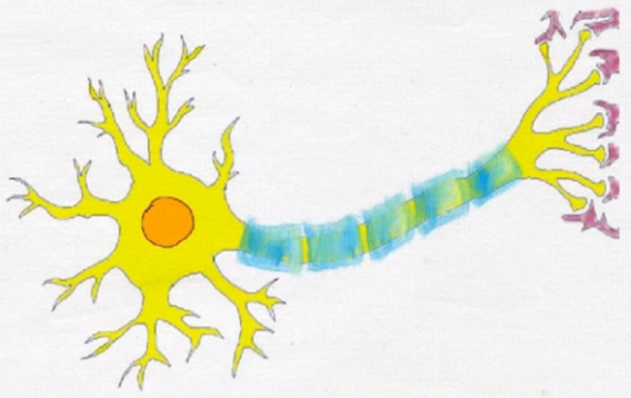Takto vypadá neuron.