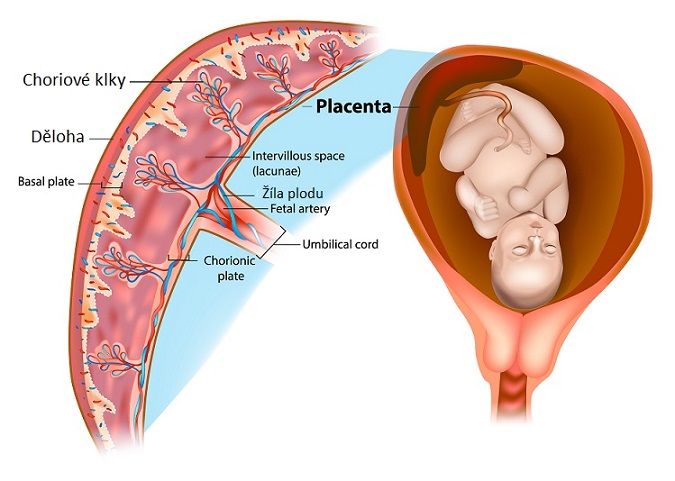 Placenta - popis