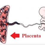 Placenta (plodové nebo mateřské lůžko) – jakou má funkci a jak ji udržet zdravou?