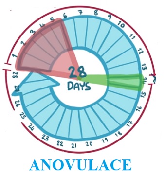 Anovulace je označení menstruačního cyklu, při kterém nedochází k ovulaci. 