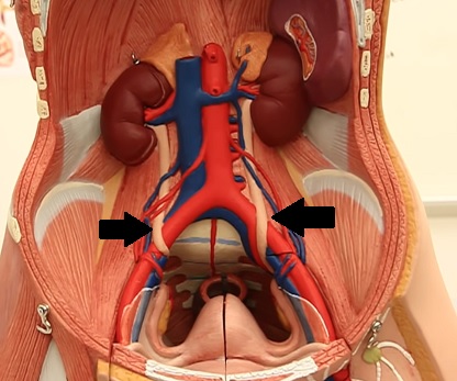 Močovod je párový orgán, vede z každé z ledvin. Na obrázku označen černými šipkami (ty bílé vývody z ledvin směrem dolů, do měchýře).