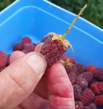 Ostružinomalina (Loganberry) a účinky tohoto ovoce na zdraví