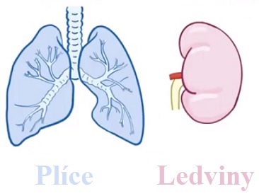 Symptomy syndromu mohou být nespecifické a mohou se týkat jak plic, tak ledvin.