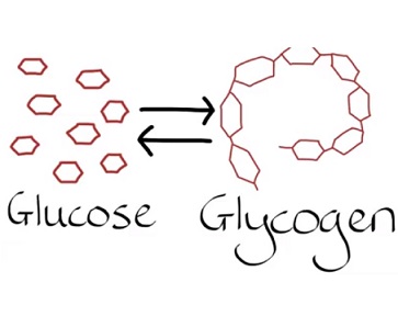 Toto onemocnění je způsobeno nahromaděním glykogenu ve svalech. Glykogen shromažďuje energii, ze které se postupně uvolňuje glukóza (jednoduchý cukr) do krevního oběhu.