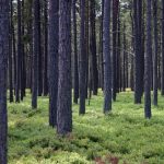 Shinrin yoku – Lesní koupel a její přínosy pro naše zdraví