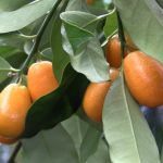 Ovoce kumkvát (kumquat) – jak chutná a proč je dobré pro vaše zdraví?