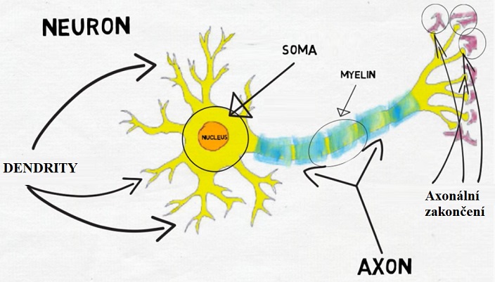Neuron a jeho části