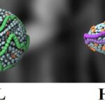 Poměr mezi HDL a LDL cholesterolem – proč je tato hodnota důležitá?