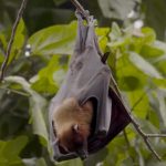 Nipah virus – nebezpečné onemocnění – příznaky, příčiny a léčba