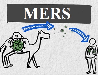 MERS mohl z velbloudů přejít na člověka