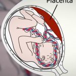 Placentofagie aneb je opravdu zdraví prospěšné pojídaní placenty?