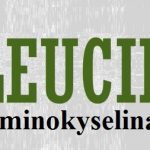 Aminokyselina leucin – jaké má účinky na naše zdraví?