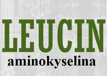 Aminokyselina leucin - jaké má účinky na naše zdraví?