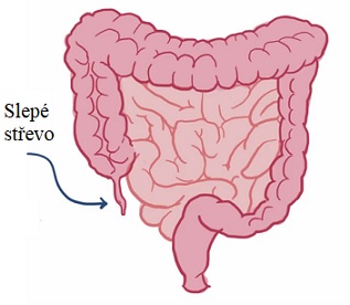 Jaká je funkce slepého střeva (apendixu) v těle? Jaký má vůbec účel?