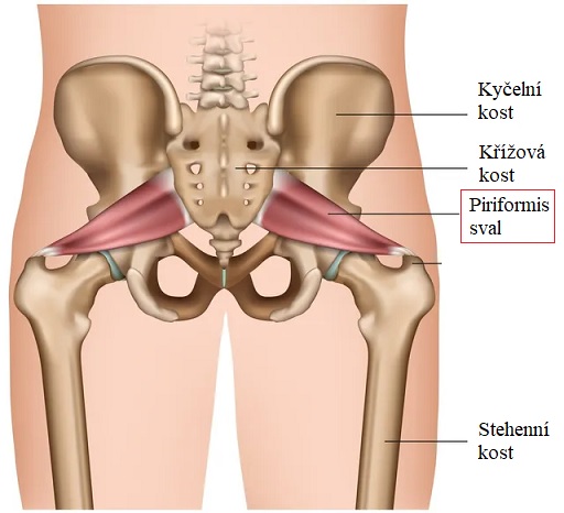 Sval piriformis