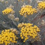 Smilový olej (Helichrysum italicum) a jeho účinky – v čem může pomoci?