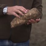 Kořen čekanky a vliv na zdraví – kdysi jako náhrada kávy, dnes pro zdraví