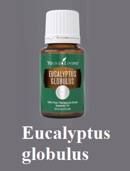 Eukalyptus globulus má značně lečivé účinky na horní cesty dýchací a onemocnění ORL.
