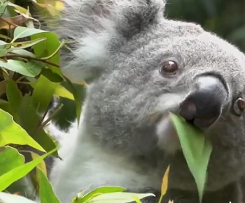 Potravní specializace koalů je poněkud monotematická – jedí jen listy blahovičníků (eukalyptů), kterých je zhruba 680 druhů