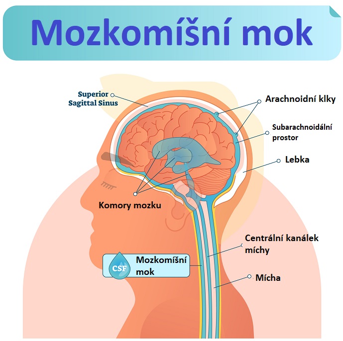 Mozkomíšní mok - ilustrace