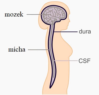 Mozkomíšní mok obklopuje míchu a mozek