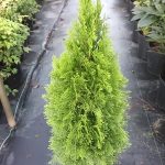 Esenciální olej túje – Thuja occidentalis (Zerav západní) – účinky a kontraindikace