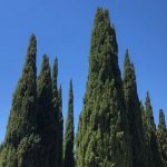 Esenciální olej Cypřiš (Cupressus sempervirens) – účinky a kontraindikace