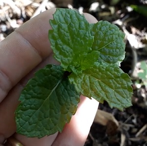 Mentha Spicata