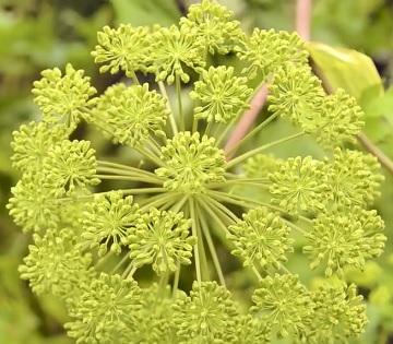 Angelica archangelica