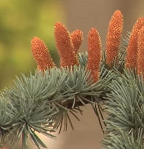 Cedrus atlantica