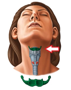 Hyoidní kost (nebo jednoduše hyoid)