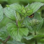 Esenciální olej máta citronová (Mentha citrata) – účinky, vlastnosti a kontraindikace