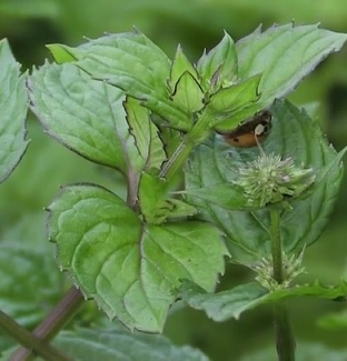 Mentha citrata