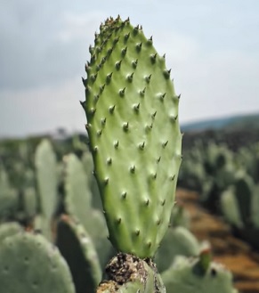 Nopal  (opuncie) je kaktusovitá rostlina, jejíž plody byly jednou z hlavních součástí jídelníčku již předkolumbovských indiánských národů.