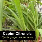 Esenciální olej citronela Jáva (Cymbopogon winterianus) – účinky, vlastnosti, kontraindikace