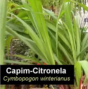 Cymbopogon winterianus