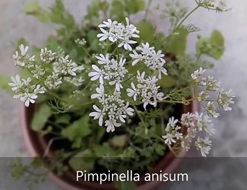 Esenciální olej Anýz (Pimpinella anisum) - vlastnosti, účinky a kontraindikace