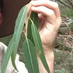 Esenciální olej Eukalyptus staigeriana – účinky, vlastnosti, kontraindikace