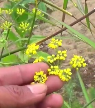 Fenyklový esenciální olej (Foeniculum vulgare) - vlastnosti, účinky, kontraindikace