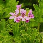 Esenciální olej Geránium (Pelargonium graveolens) – účinky, vlastnosti, kontraindikace