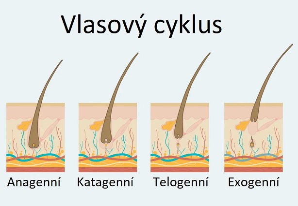 Cyklus růstu vlasu