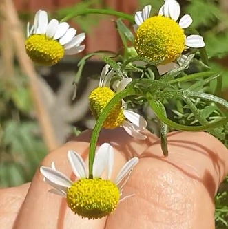 Esenciální olej Heřmánek římský (Anthemis Nobilis)