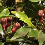 Esenciální olej Hřebíček (Syzygium aromaticum) – účinky, vlastnosti, kontraindikace