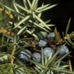 Esenciální olej Jalovec (Juniperus communis) – účinky, vlastnosti, kontraindikace